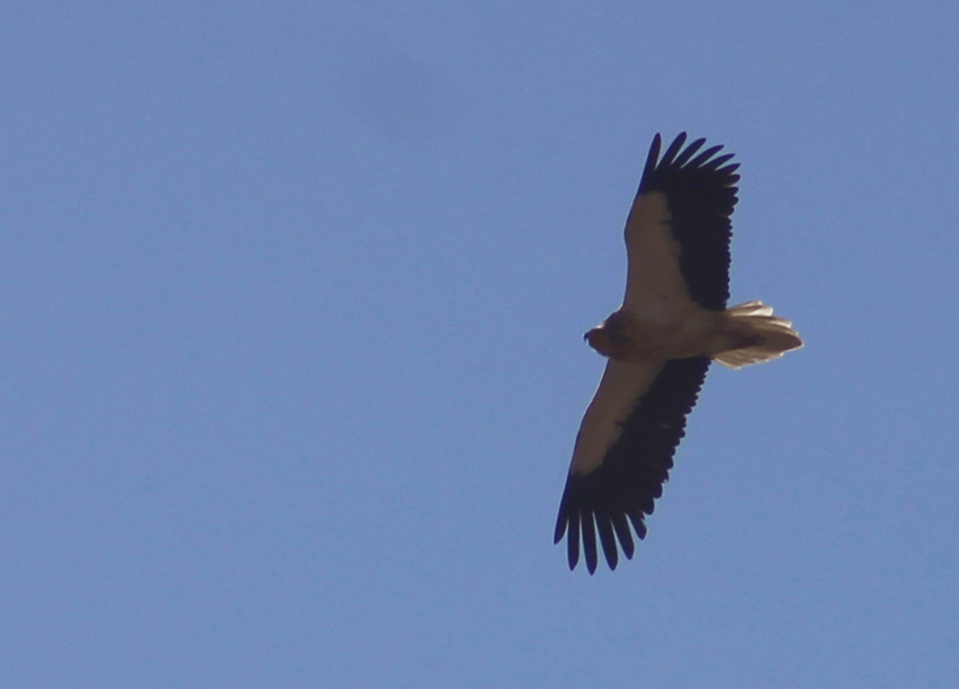 Egyptian Vulture